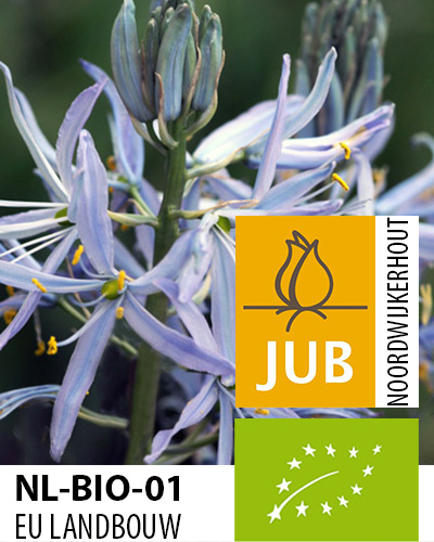 Camassia BIO Cusickii 14/+, 25 ks